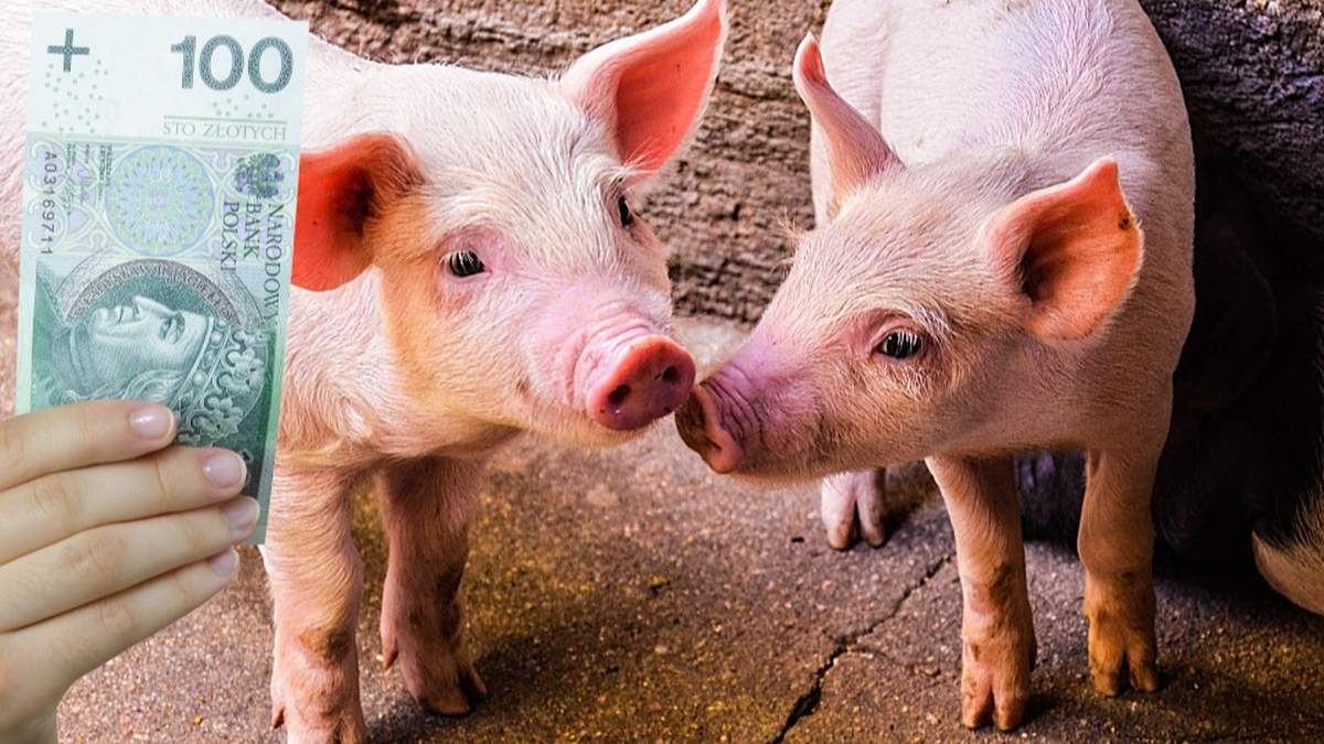 Analiza rynku świń w lipcu. Na horyzoncie podwyżki cen. "Ruszy krajowy handel"