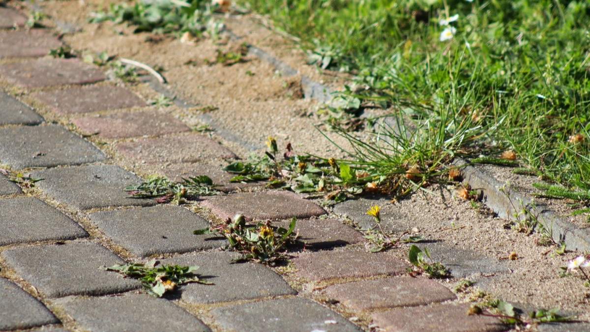 Istnieje wiele domowych sposobów na zwalczanie chwastów z kostki brukowej