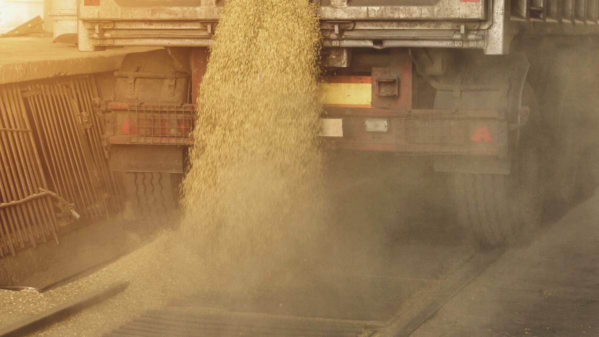 Przedsiębiorstwa skupujące ziarno wstrzymują zakupy przygotowując się do żniw