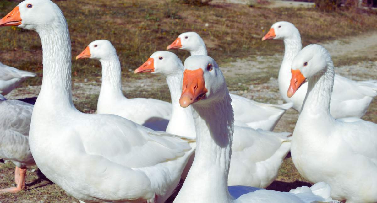 Polska gęś owsiana to produkt unikalny w skali Europy. Niebawem może zyskać jeszcze bardziej na znaczeniu