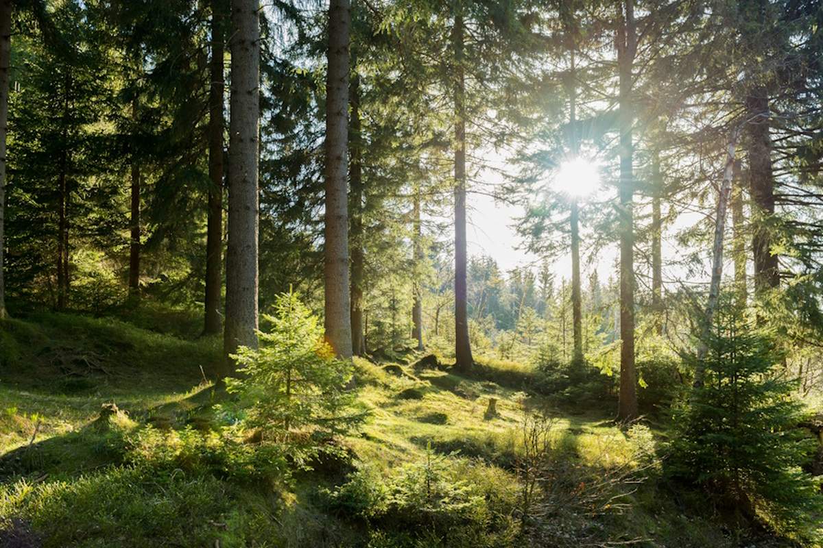 Fundacja Las Na Zawsze tworzy projekt sieci lasów, które będą wykupywane pod kątem ochrony przyrodniczej