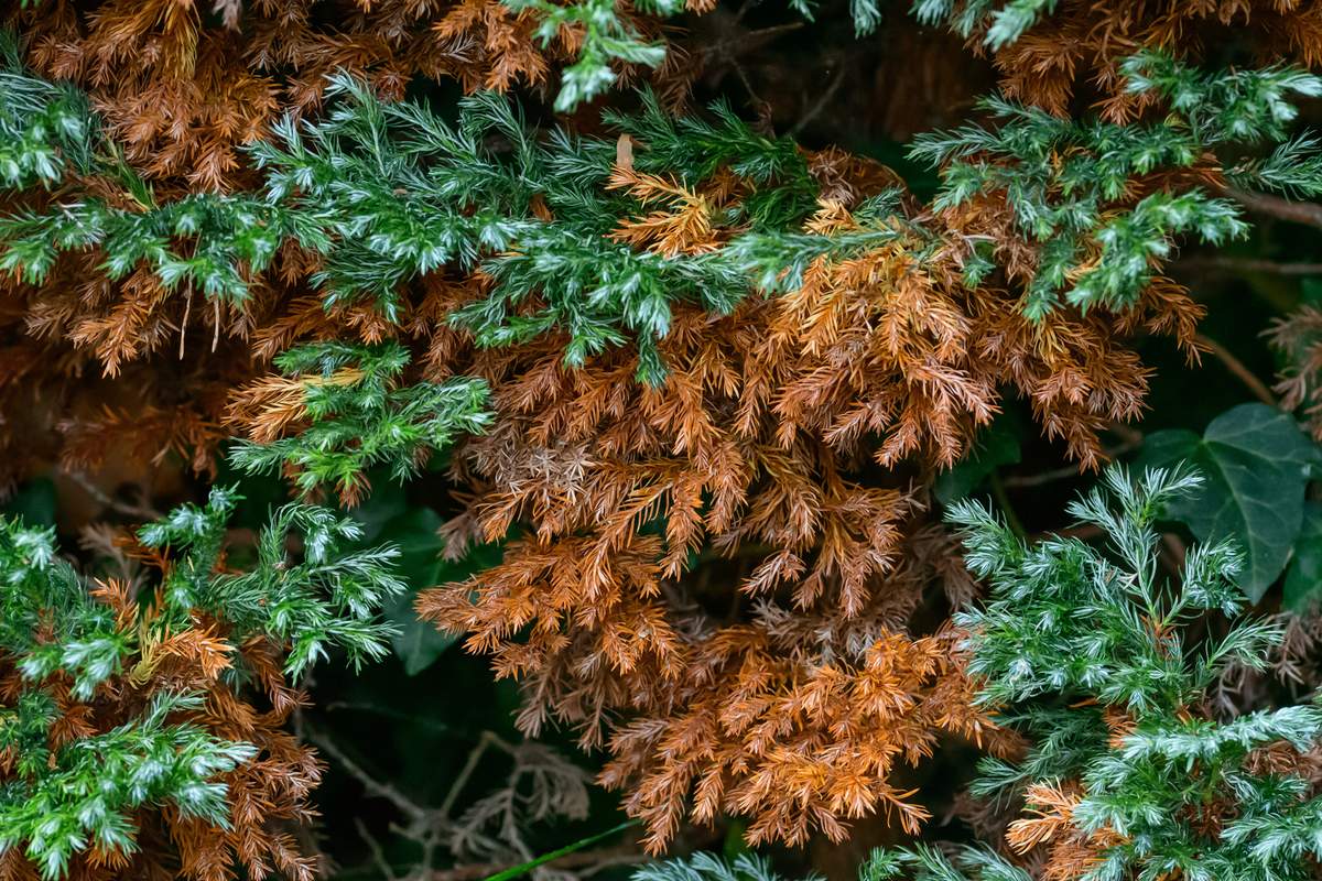 Iglaki potrzebują jesiennego nawożenia, aby mogły bez problemu przetrwać zimowe miesiące
