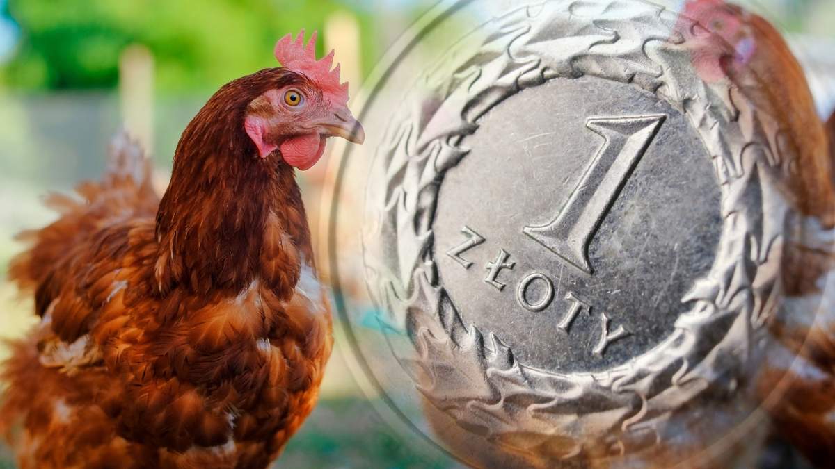 Trwają prace nad przygotowaniem odpowiednich regulacji prawnych, które pozwolą na wypłaty wsparcia poszkodowanym przez ptasią grypę hodowcom.