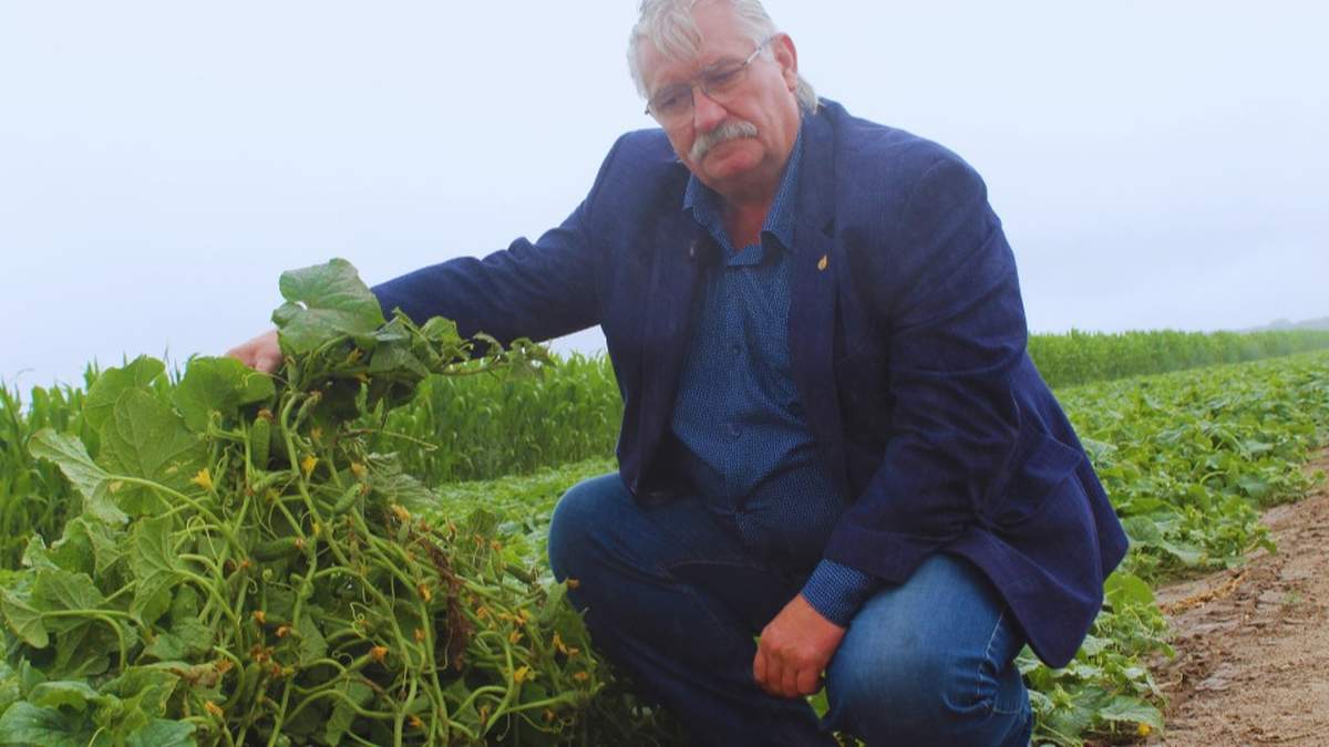 Zbigniew Stajkowski, plantator ogórków z Michalczy