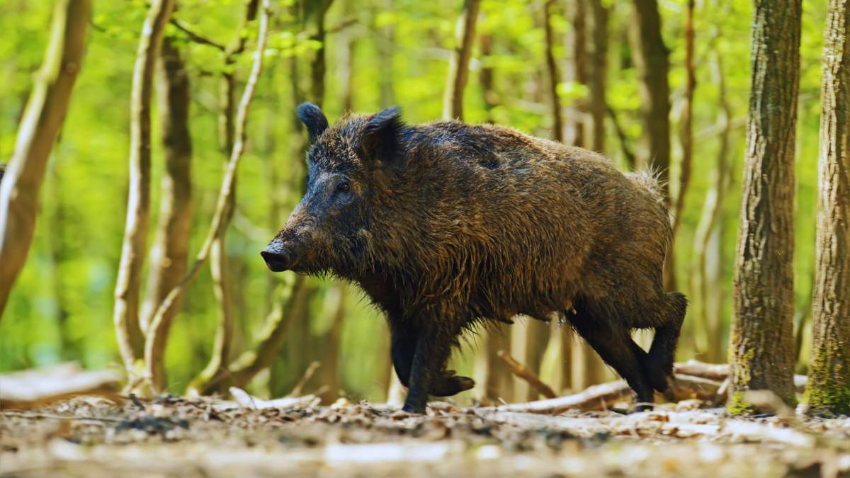 Jak informuje ministerstwo rolnictwa, dzisiaj na spotkaniu Wojewódzkiego Lekarz Weterynarii z Dyrektorem Lasów Państwowych zapadną decyzje w sprawie wprowadzenia oprysku repelentami odstraszającymi dziki.