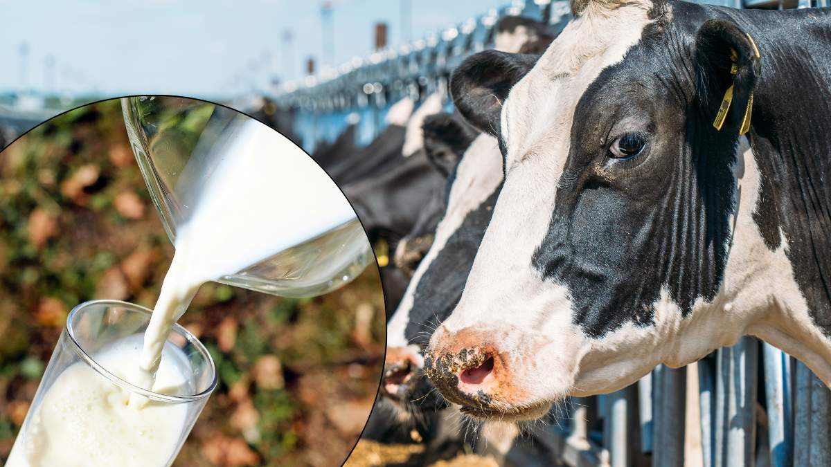 W polskich oborach coraz mniej krów produkuje coraz więcej mleka. To świadczy o jednym - rośnie ich wydajność mleczna