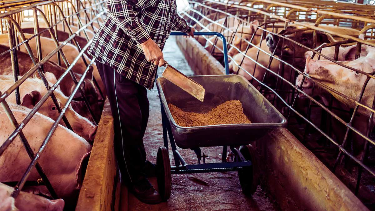 Rolnicy, którzy mają w gospodarstwie świnie, powinni przeprowadzić do końca grudnia spis stada.