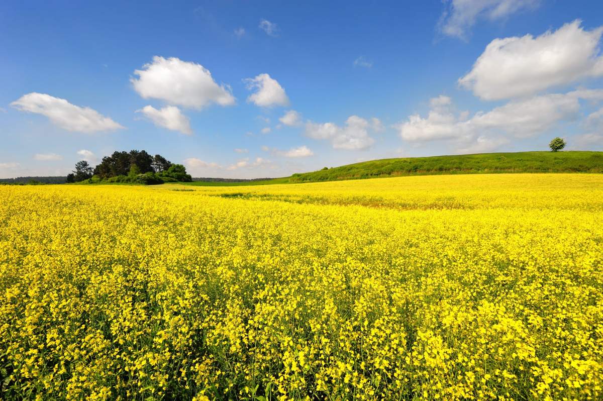 Wielkopolska Izba Rolnicza przedstawiła porady w zakresie uprawy rzepaku