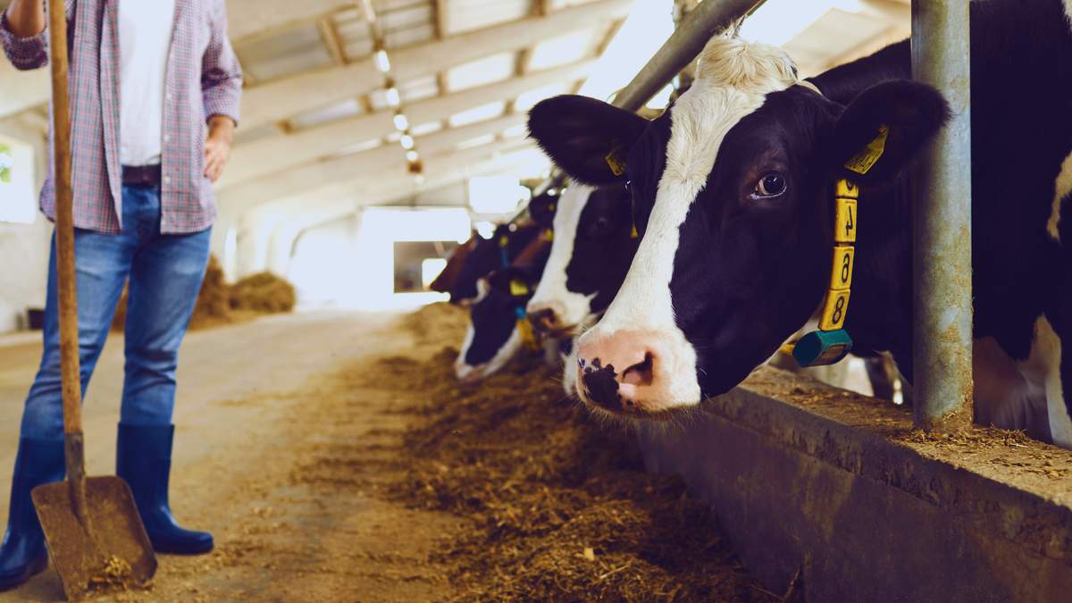 Rolnicy będą mogli składać w tym roku wnioski w ramach interwencji pt. "Inwestycje w gospodarstwach rolnych zwiększające konkurencyjność". Chodzi o obszary A i D.