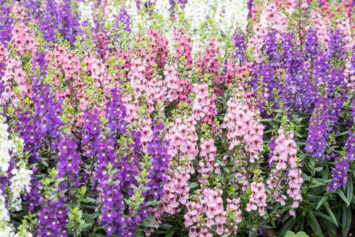 Angelonia uwielbia wysokie temperatury