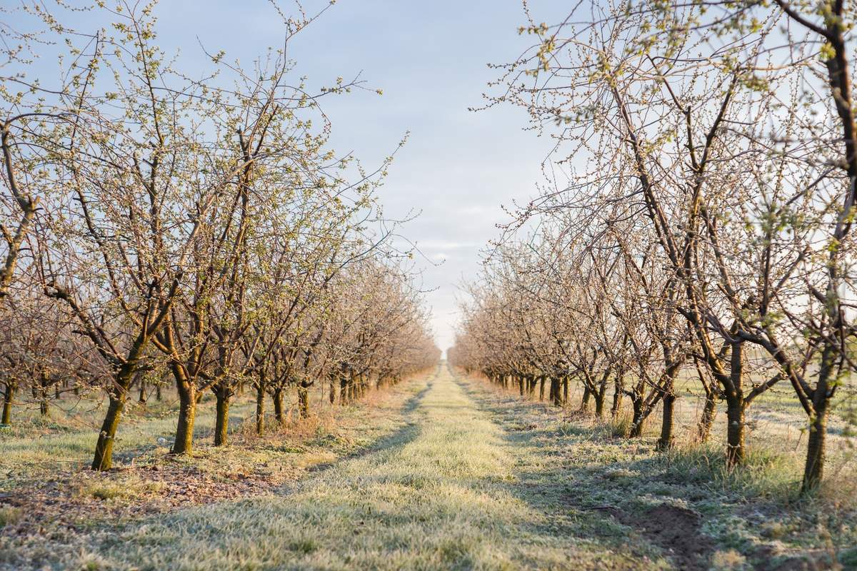Młode drzewka wymagają ochrony przed mrozem. Jak je zabezpieczyć?
