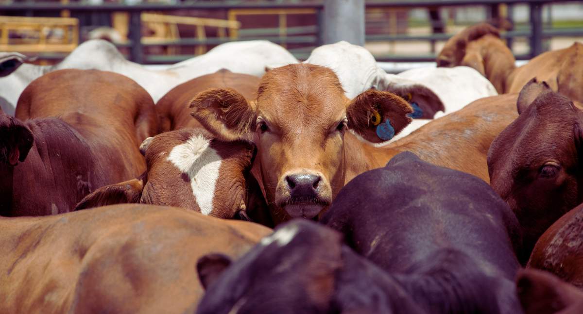 Do tej pory, jak wskazują hodowcy, nie został przygotowany żaden akt legislacyjny na poziomie krajowym odnośnie dyrektywy wylesieniowej, co może negatywnie wpłynąć na branżę produkcji bydła 
