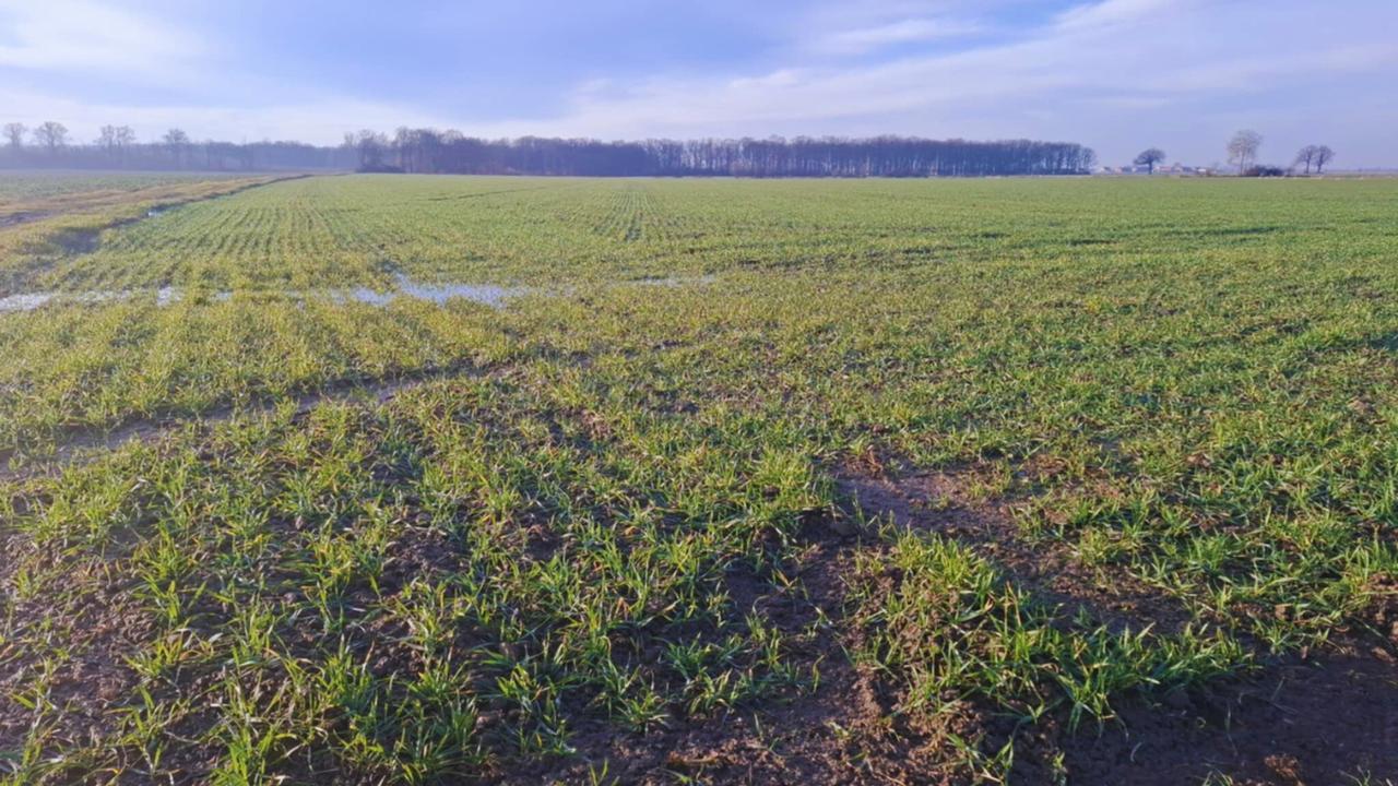 Herbicydy na wiosnę w zbożach ozimych. Kiedy i jakie stosować? Eksperci