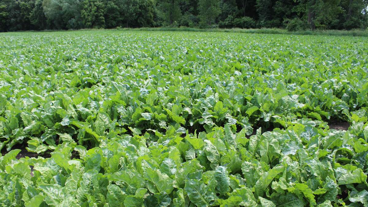 Plantacja buraka cukrowego - są nowe zgrożenia
