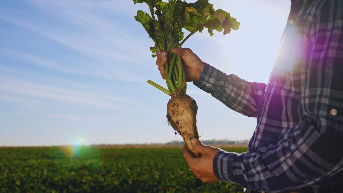 To może spowodować duże problemy na plantacjach buraka cukrowego