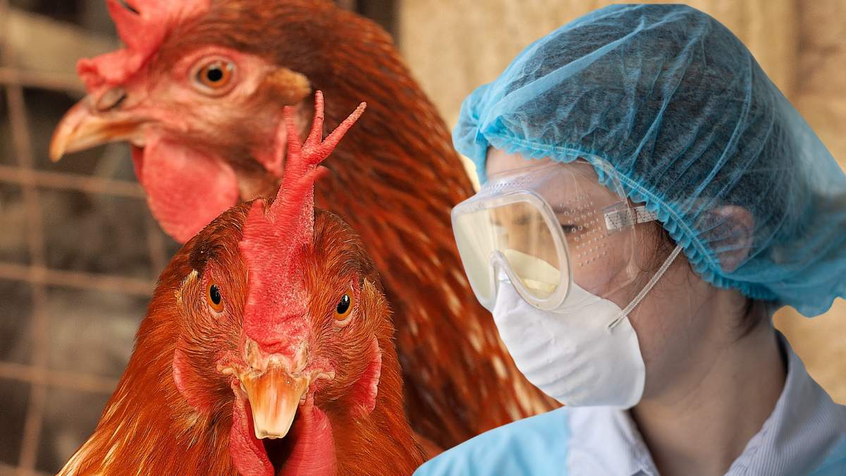 Od 13 maja prowadzone muszą być obowiązkowe szczepienia kur i indyków przeciwko rzekomemu pomorowi drobiu.
