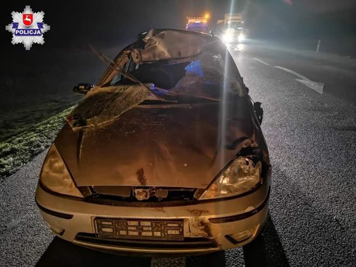 Zderzenie z łosiem. Auto zmasakrowane