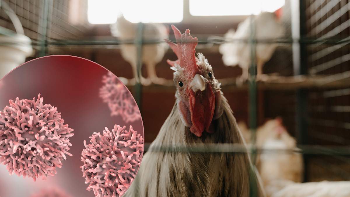 W walce z rzekomym pomorem drobiu ma pomóc obowiązkowe szczepienie drobiu