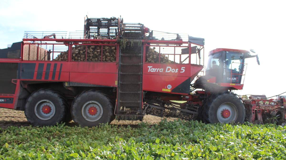 Zbiory buraków cukrowych 2025