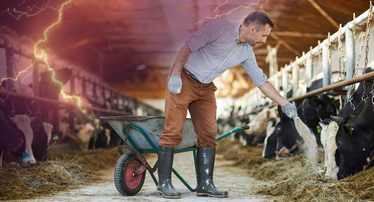 Organizacje zrzeszające producentów bydła, świń czy drobiu z niepokojem przyglądają się dążeniom podmiotów antyhodowlanych, które otwarcie informują o chęci całkowitej likwidacji produkcji zwierzęcej