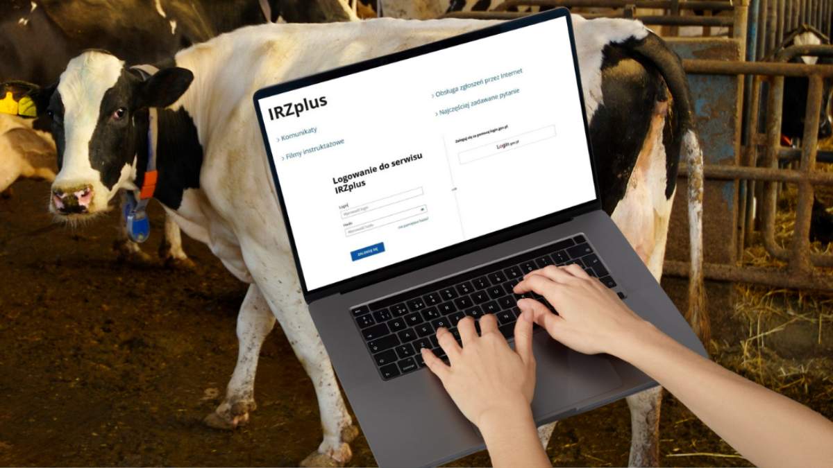 1 stycznia 2026 r. to data, którą powinni zapamiętać posiadacze bydła, owiec, kóz, świń i koniowatych. Od tego dnia wszystkie zdarzenia związane z wymienionymi zwierzętami będą rejestrowane wyłącznie za pośrednictwem IRZplus.