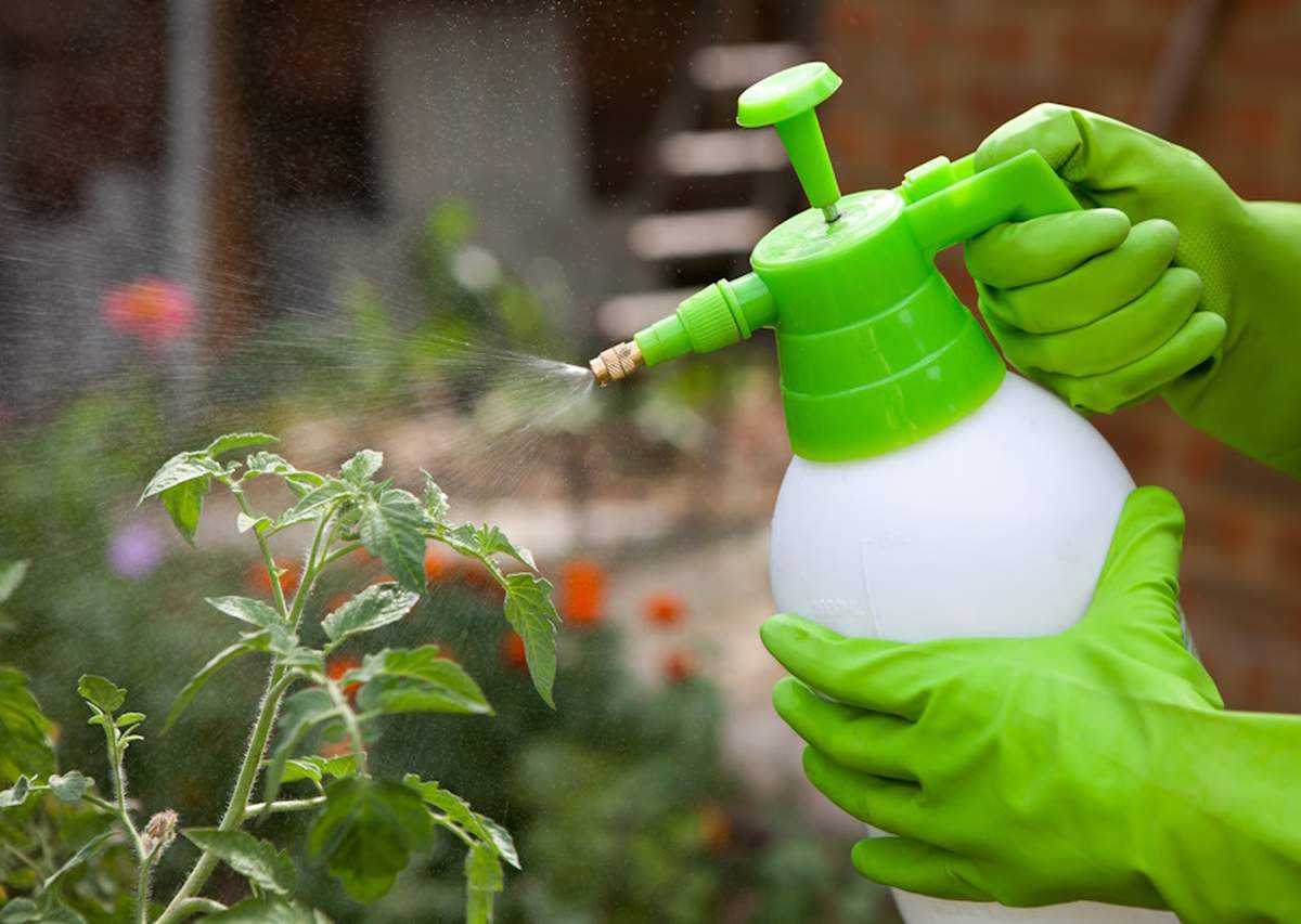Oprysk z jodyny na zarazę ziemniaczaną na pomidorach można stosować co 2 tygodnie