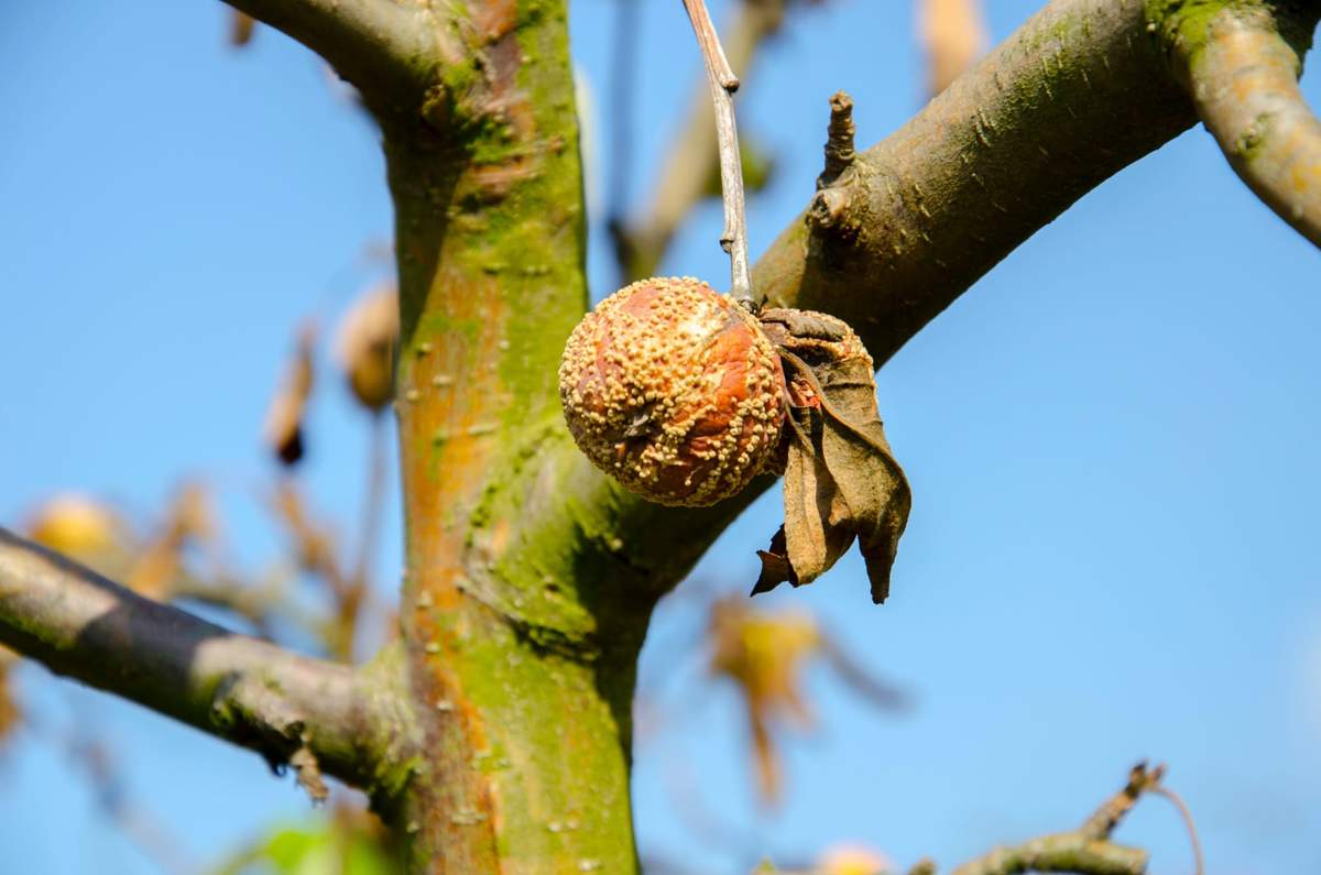 Zgniłe owoce: Zostawiać na drzewach czy zrywać?