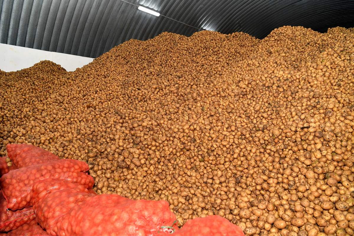 Rolnicy zmagają się z problemem nadpodaży ziemniaków