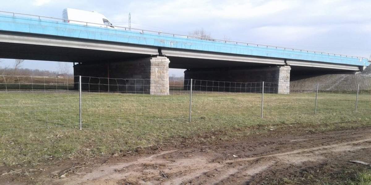 Siatki wzdłuż autostrad, by zatrzymać dziki