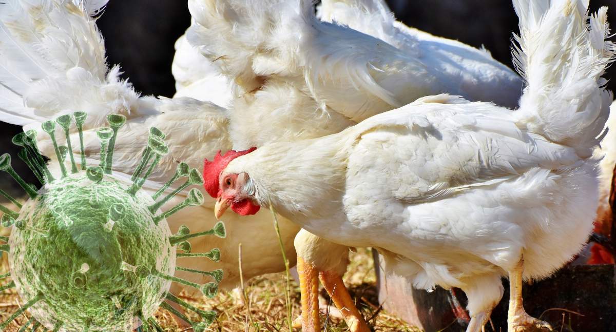 Do tej pory w kraju wykryto 109 ognisk ptasiej grypy w stadach komercyjnych