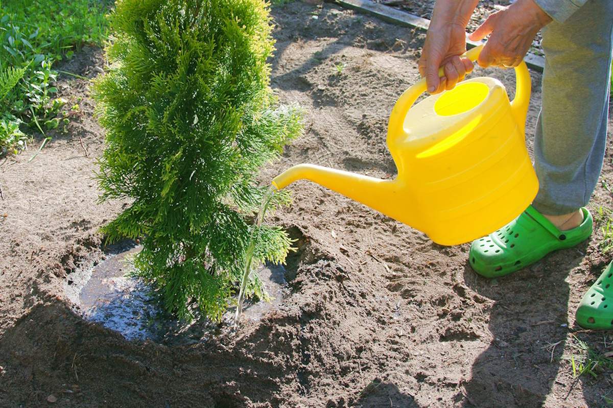 Prostą odżywkę do podlewania tui można przygotować m.in. na bazie fusów po kawie lub ziela pokrzywy