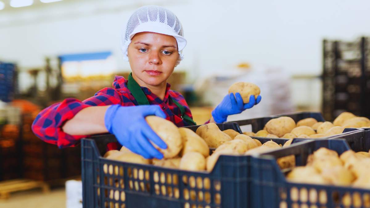 Rekordowe zbiory ziemniaków, szacowane przez GUS na 6,8 mln ton, zderzyły się z tegorocznym krajowym zapotrzebowaniem nieprzekraczającym 6 mln ton. Efekt? Ogromna nadpodaż na rynku i załamanie cen.