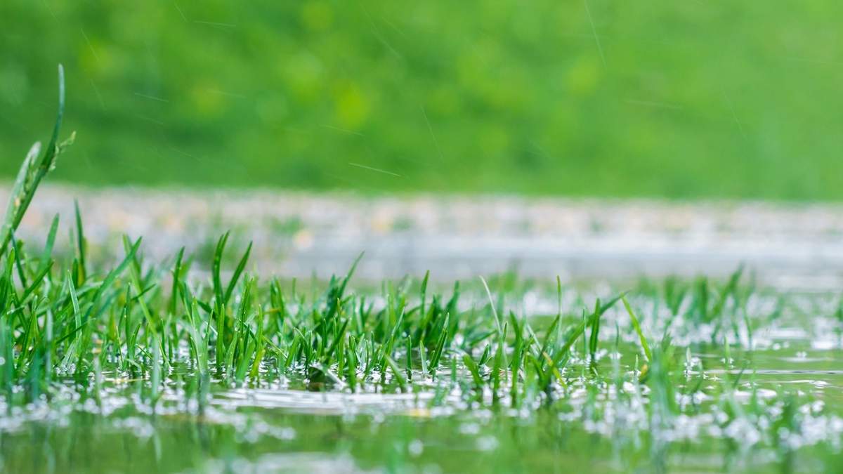 Zbyt duże opady mogą zniszczyć trawnik