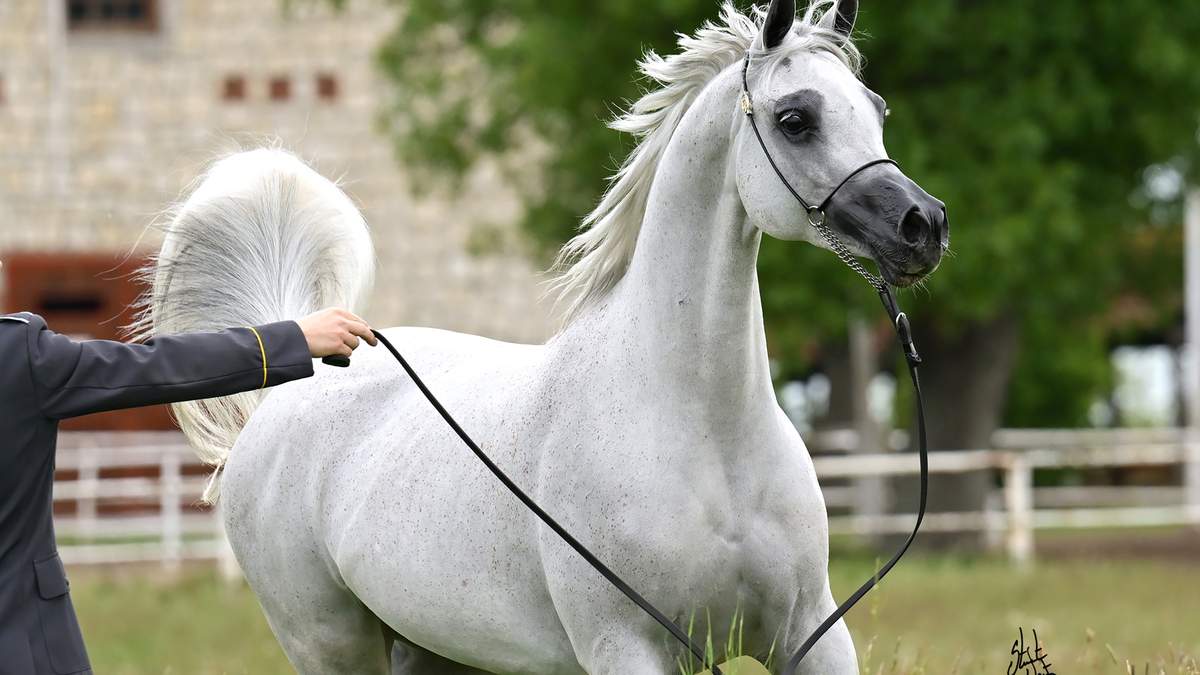 Dni Konia Arabskiego to wyjątkowe święto hodowli, tradycji i pasji.