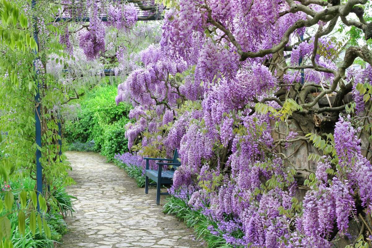 Wisteria to wyjątkowo ozdobne pnącze