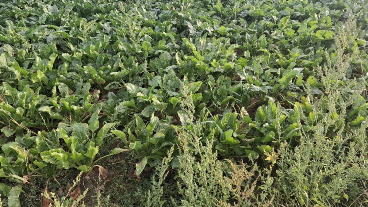 Chwasty na plantacji buraka cukrowego - szczególnie uciążliwa komosa biała, zwana lebiodą