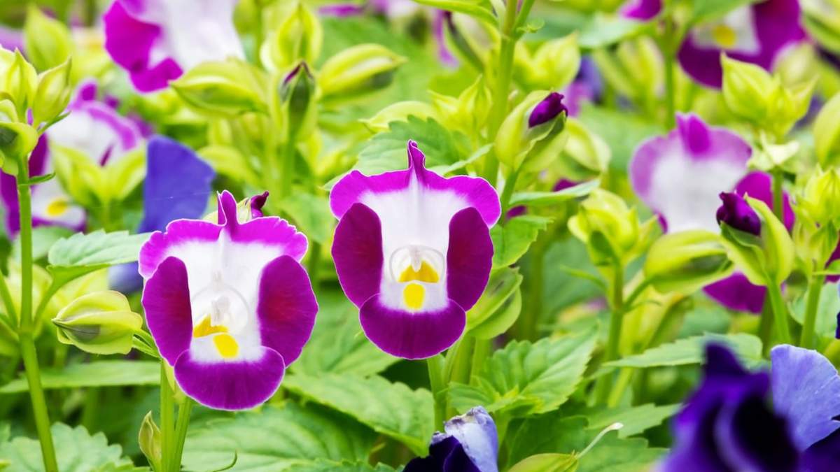 Torenia fournieri to jeszcze mało znany w naszym kraju kwiat