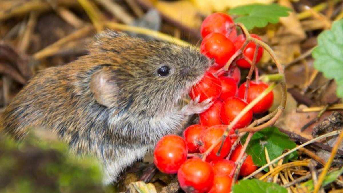 Nornice preferują ogrody z gęstą trawą i licznymi, naturalnymi kryjówkami