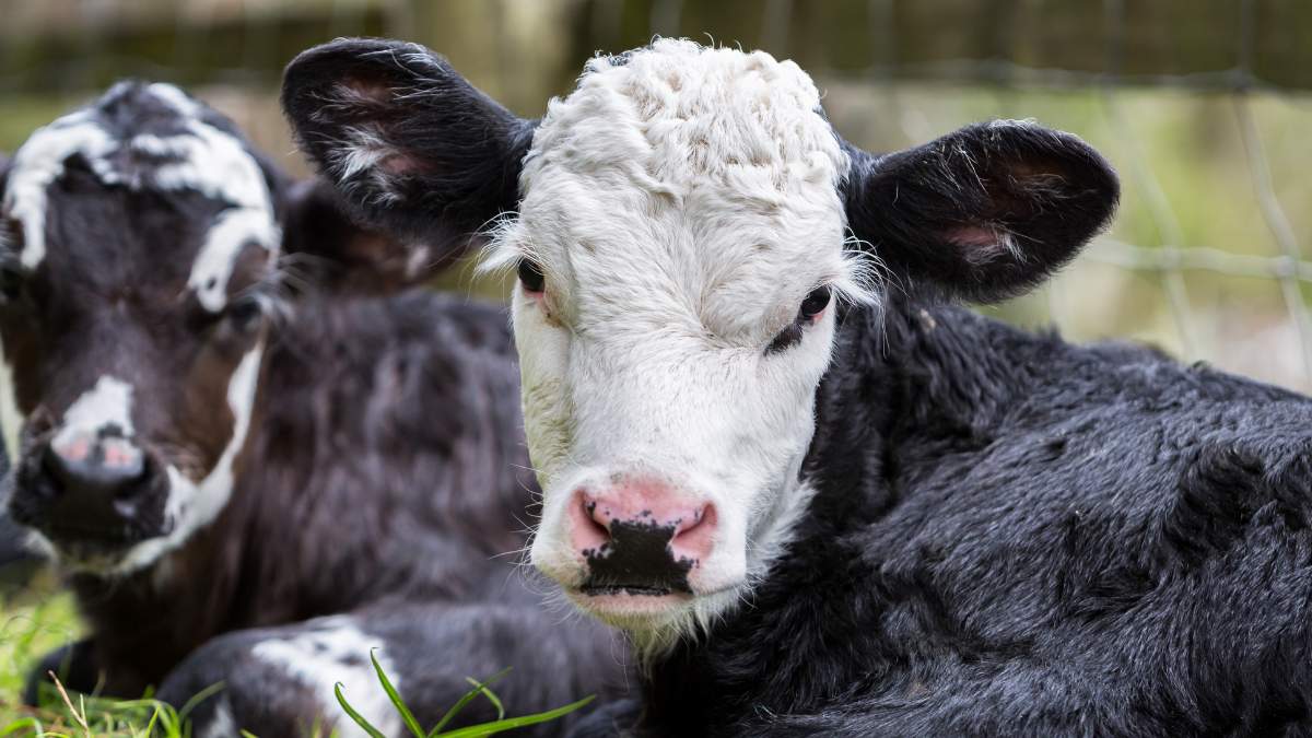 Główny Lekarz Weterynarii będzie miał prawo do zezwalania na przemieszczanie bydła między strefami choroby niebieskiego języka