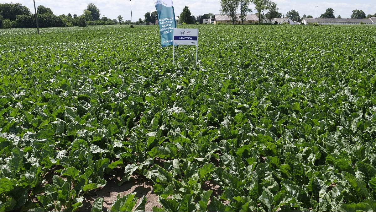 Ważny dzień dla plantatorów buraka cukrowego
