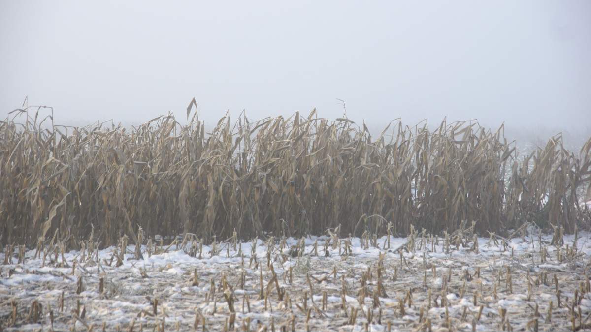 Żniwa kukurydziane nie zakończą się zbyt wcześnie