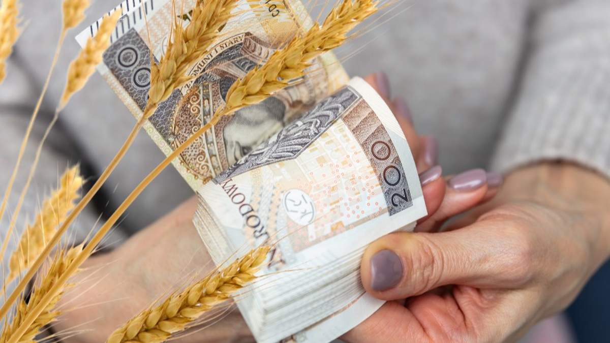 Wyjaśniamy, jakie kwoty wsparcia przewidziano w programie, w którym dotuje się zakupiony i zużyty materiał siewny