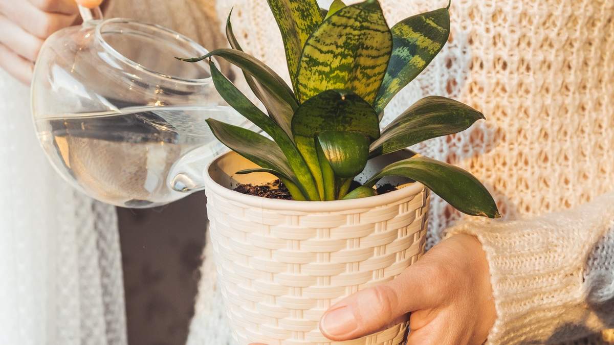 Sansewieria bardzo dobrze znosi nawożenie domowymi preparatami