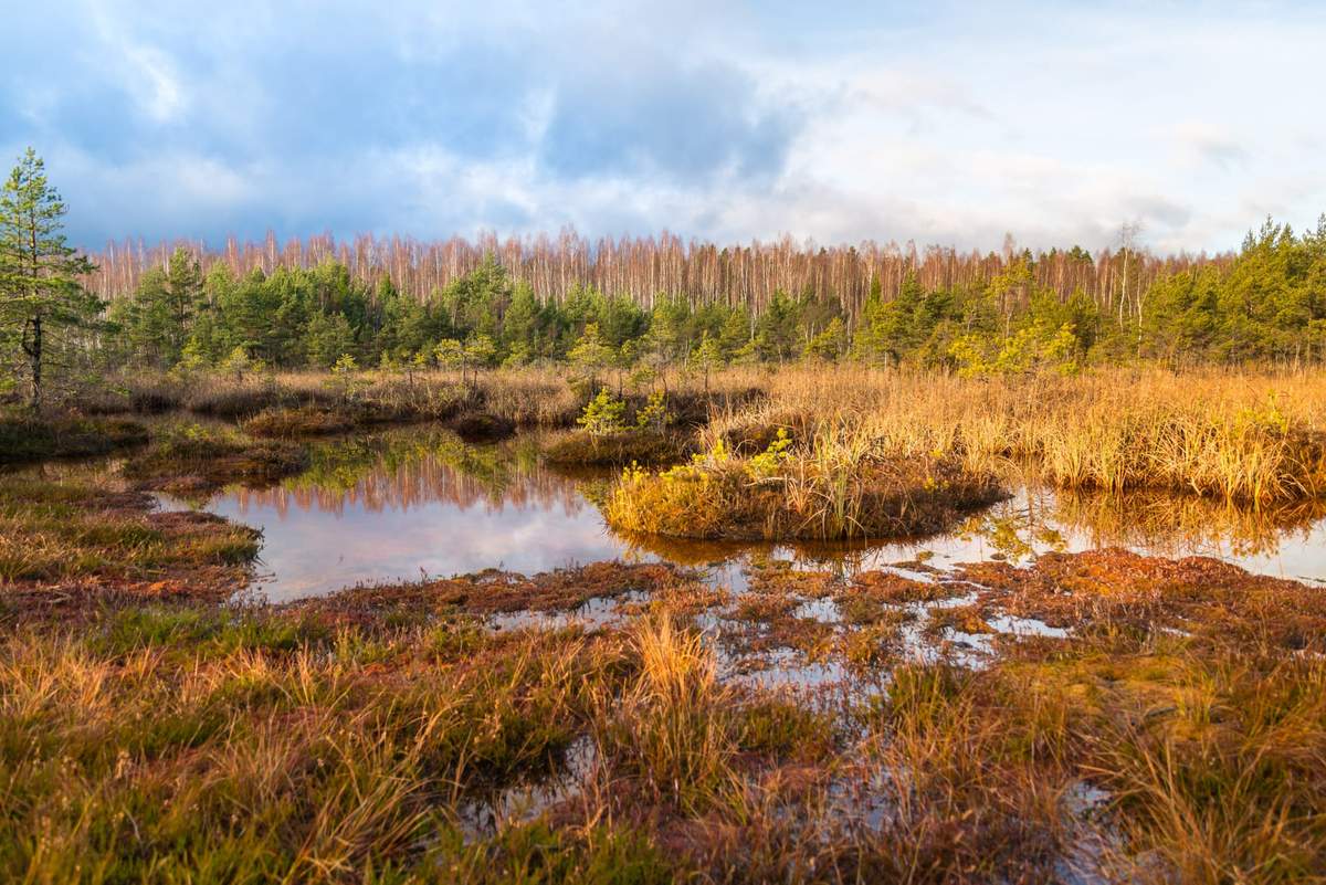 Rolnictwo na terenach ponownie nawodnionych torfowisk może zmniejszyć emisję CO2