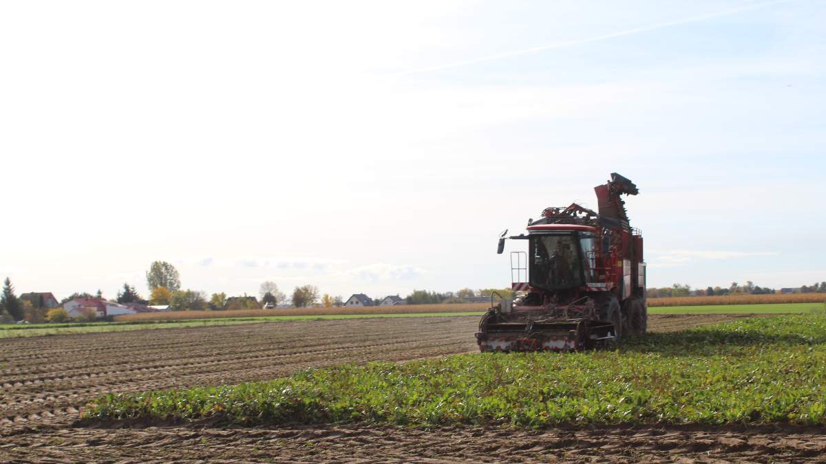 Zbiór buraków cukrowych