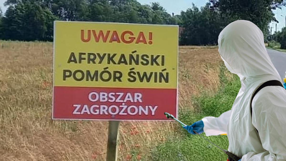 W całym 2024 roku odnotowano 2.311 przypadków ASF wśród dzików. To oznacza, że po zaledwie dwóch miesiącach 2025 roku mamy już 61 proc. wszystkich ognisk z roku minionego.