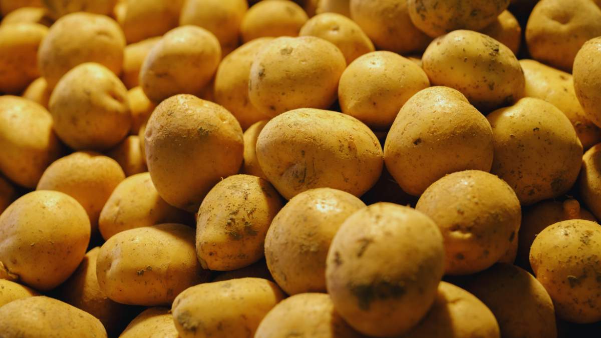 Dobre odmiany ziemniaków