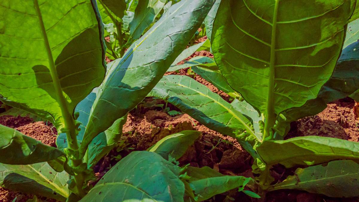 Producenci tytoniu zablokują Warszawę