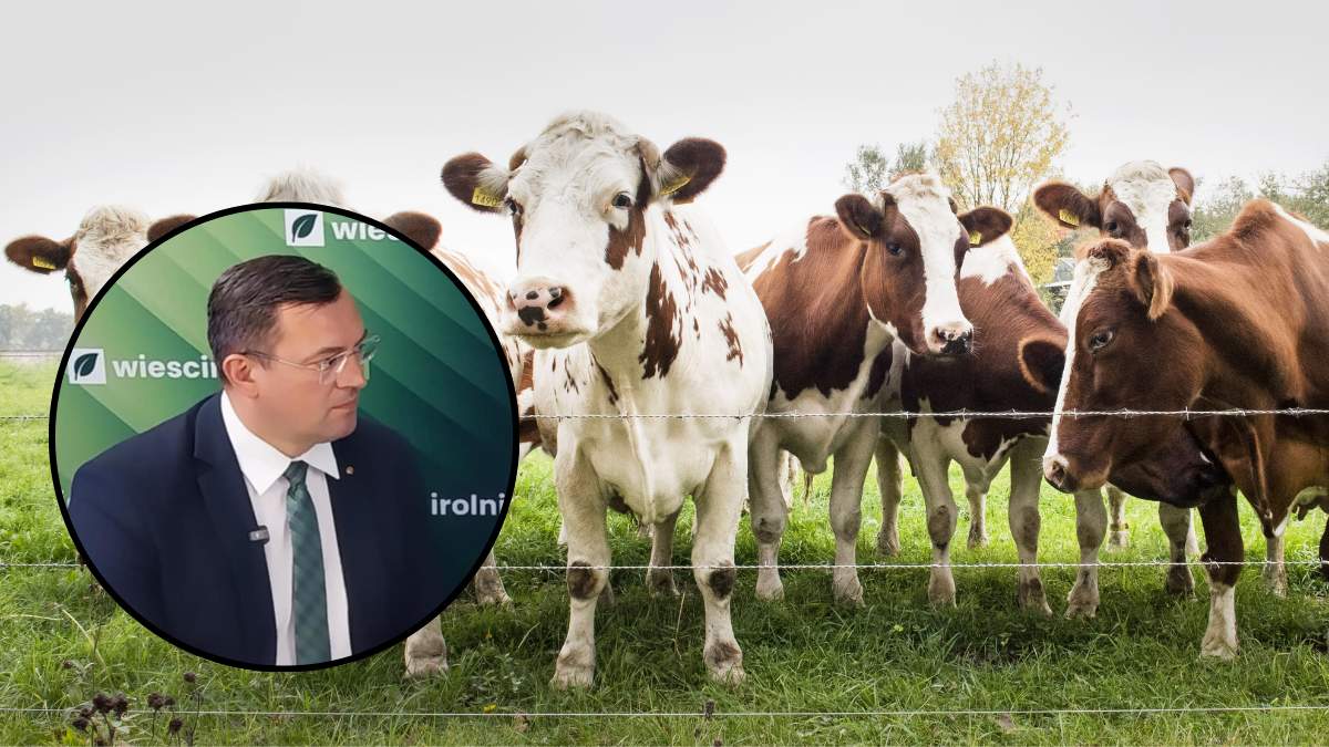 Stefan Krajewski, wiceminister rolnictwa zapowiedział, że rozważane jest uruchomienie programu wsparcia do bioasekuracji przed pryszczycą