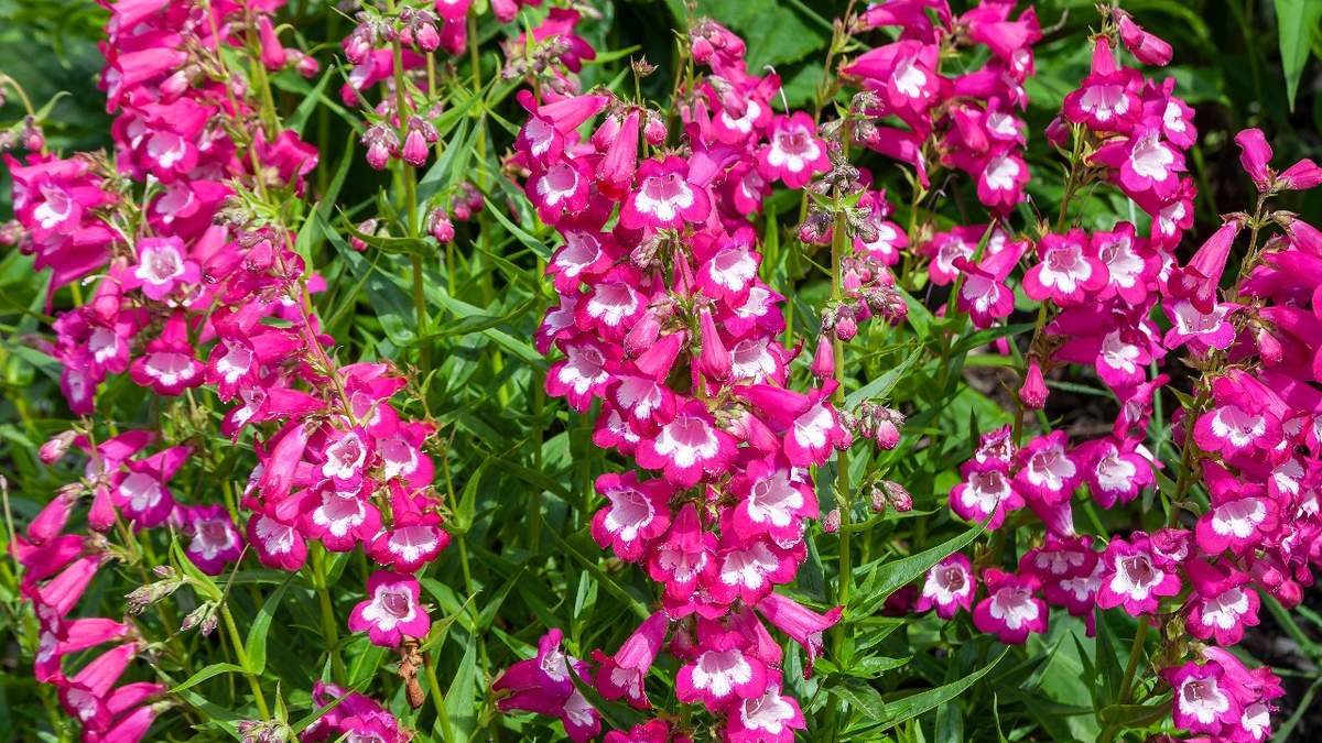 Penstemon, inaczej wąsatka, wyróżnia się mnóstwem dzwonkowatych kwiatów